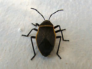 Bordered Plant Bug, Largus succinctus