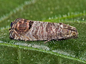 Codling Moth, Cydia pomonella.