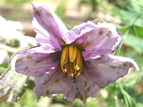 Fruit Tree Pests In Arizona. Vegetable & Fruit Gardening For The Arizona Desert Environment. Pictures, Photos, Images, Descriptions,  Information, & Reviews.