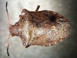 Euschistus Stink Bug, Euschistus ictericus.