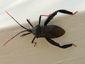 Female Giant Agave Bug, Acanthocephala thomasi.