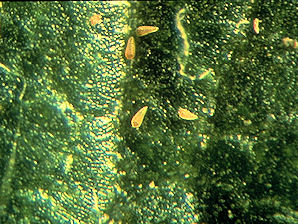 Pear Blister Mite, Phytoptus pyri.