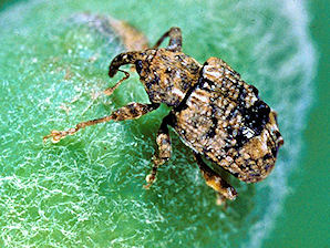 Plum Curculio, Conotrachelus nenuphar.