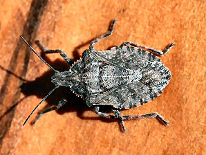 Brochymena  Stink Bug, Brochymena sulcatus.