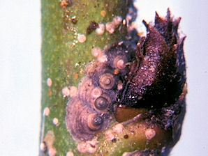 San Jose Scale, Quadraspidiotus periciosus.