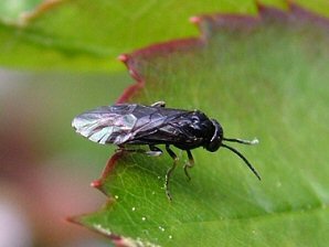 Sawfly, Caliroa cerasi.
