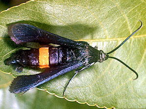 Peach Tree Borer Male, Synanthedon exitiosa.