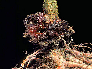 Peach Tree Borer Damage, Synanthedon exitiosa.