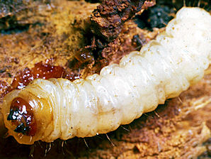 Peach Tree Borer Larva, Synanthedon exitiosa.
