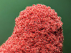 Two Spotted Spider Mite, Tetranychus urticae. Colony.