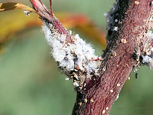 Wooly Apple Aphid, Erisoma lanigerum.