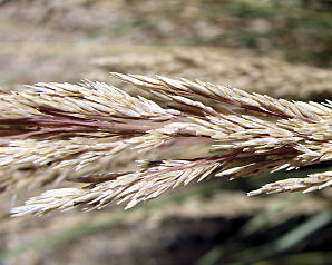 Mexican Thread Grass, Stipa tenuissima. Also called Feather Grass, Silky Thread Grass, Mexican Feather Grass, Mexican Needle Grass, Pony Tails, Nassella tenuissima. Xeriscape Landscape Plants & Flowers For The Arizona Desert Environment. Pictures, Photos, Images, Descriptions, & Reviews. Grasses.