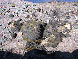 Seaweed. Peggy's Cove. Travel, Tours Photos, Pictures, Information, & Reviews.