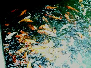 Koi Fish. Japanese Village Hawaii Travels & Tours Pictures, Photos, Images, Information & Reviews.