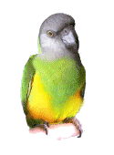 Parrot