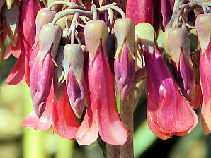 Mother of Thousands, Kalanchoe diagremontiana. Also called: Mother of Millions, Mexican Hat Plant, The Devil's Backbone, Kalanchoe daigremontianum, Bryophyllum daigremontianum. Xeriscape Landscape Plants & Flowers For The Arizona Desert Environment. Pictures, Photos, Images, Descriptions, & Reviews. Succulents. Plant At Phoenix Zoo.