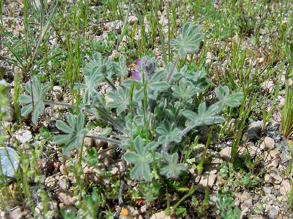 Bajada Lupine, Lupinus concinnus. Also called: Scarlet Lupine. Arizona Wild Flowers. Pictures, Photos, Images, Descriptions, Information, Reviews.