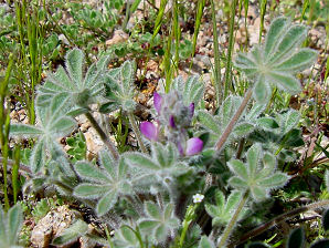 Bajada Lupine, Lupinus concinnus. Also called: Scarlet Lupine. Arizona Wild Flowers. Pictures, Photos, Images, Descriptions, Information, Reviews.