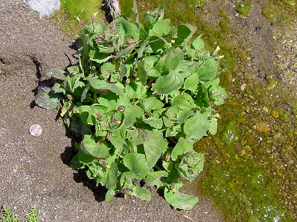 Monkey Flower, Mimulus guttatus. Also called:  Seep Monkey Flower, Creek Monkeyflower, Mimulus arvensis, Mimulus grandiflorus. Arizona Wild Flowers. Pictures, Photos, Images, Descriptions, Information, Reviews.