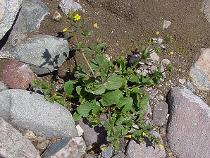 Monkey Flower, Mimulus guttatus. Arizona Wild Flowers. Pictures, Photos, Images, Descriptions, Information, Reviews.