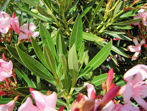 Oleander, Nerium oleander. Also Called: Justicia california. Xeriscape Landscaping Plants For The Arizona Desert Environment. Pictures, Photos, Information, Descriptions, Images, & Reviews. Shrubs.