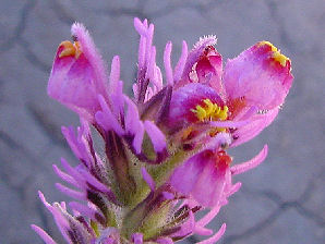 Owl Clover, Castilleja exserta. Also Called:  Exserted Indian Paintbrush, or Purple Owl's-Clover, Castilleja exserta subsp. exserta, Orthocarpus exsertus, Orthocarpus purpurascens.Arizona Wild Flowers. Pictures, Photos, Images, Descriptions, Information, Reviews.