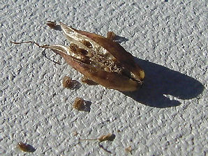 Owl Clover, Castilleja exserta. Also Called:  Exserted Indian Paintbrush, or Purple Owl's-Clover, Castilleja exserta subsp. exserta, Orthocarpus exsertus, Orthocarpus purpurascens.Arizona Wild Flowers. Pictures, Photos, Images, Descriptions, Information, Reviews.