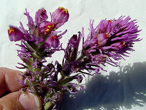 Owl Clover, Castilleja exserta. Also Called:  Exserted Indian Paintbrush, or Purple Owl's-Clover, Castilleja exserta subsp. exserta, Orthocarpus exsertus, Orthocarpus purpurascens.Arizona Wild Flowers. Pictures, Photos, Images, Descriptions, Information, Reviews.