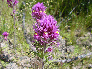 Owl Clover, Castilleja exserta. Also Called:  Exserted Indian Paintbrush, or Purple Owl's-Clover, Castilleja exserta subsp. exserta, Orthocarpus exsertus, Orthocarpus purpurascens.Arizona Wild Flowers. Pictures, Photos, Images, Descriptions, Information, Reviews.