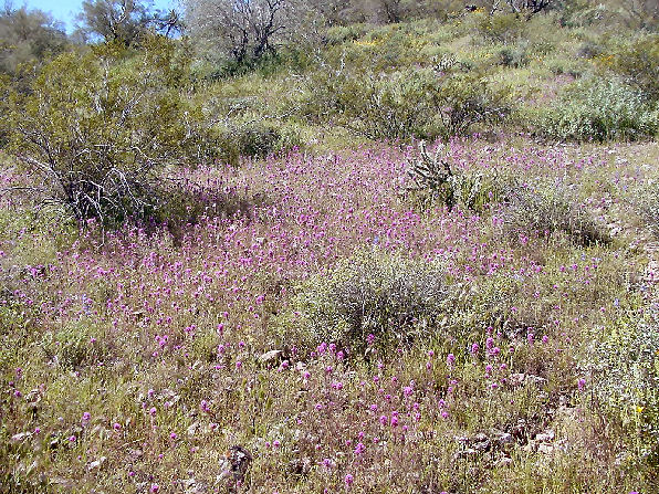 Owl Clover, Castilleja exserta. Also Called:  Exserted Indian Paintbrush, or Purple Owl's-Clover, Castilleja exserta subsp. exserta, Orthocarpus exsertus, Orthocarpus purpurascens.Arizona Wild Flowers. Pictures, Photos, Images, Descriptions, Information, Reviews.