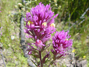 Owl Clover, Castilleja exserta. Also Called:  Exserted Indian Paintbrush, or Purple Owl's-Clover, Castilleja exserta subsp. exserta, Orthocarpus exsertus, Orthocarpus purpurascens.Arizona Wild Flowers. Pictures, Photos, Images, Descriptions, Information, Reviews.