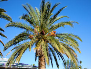 Canary Island Date Palm, Phoenix canariensis. Also Called:  Pineapple Palm, Canary Palm. Non - Xeriscape. Common Landscape Plants. Shrubs, Flowers, & Trees. For The Arizona Desert Environment. Pictures, Photos, Images, Descriptions, & Reviews.
