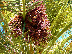 Canary Island Date Palm, Phoenix canariensis. Also Called:  Pineapple Palm, Canary Palm. Non - Xeriscape. Common Landscape Plants. Shrubs, Flowers, & Trees. For The Arizona Desert Environment. Pictures, Photos, Images, Descriptions, & Reviews.