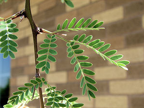 Leaves. Palo Brea, Parkinsonia praecox. Also Called: Sonoran Palo Verde, Cercidium praecox, Cercidium plurifoliolatum, Caesalpinia praecox, Cercidium viride, Cercidium spinosum. Xeriscape Landscaping Plants For The Arizona Desert Environment. Pictures, Photos, Information, Descriptions, Images, & Reviews. Trees.