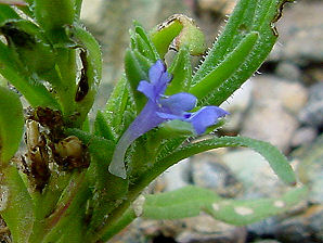 Purple Scaly Stem, Elytraria imbricata.  Also called: Purple Scalystem. Arizona Wild Flowers. Pictures, Photos, Images, Descriptions, Information, Reviews.