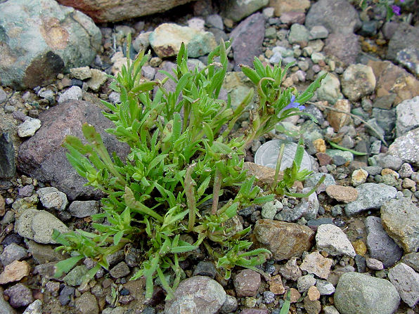 Purple Scaly Stem, Elytraria imbricata.  Also called: Purple Scalystem. Arizona Wild Flowers. Pictures, Photos, Images, Descriptions, Information, Reviews.