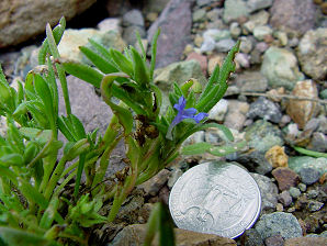 Purple Scaly Stem, Elytraria imbricata.  Also called: Purple Scalystem. Arizona Wild Flowers. Pictures, Photos, Images, Descriptions, Information, Reviews.