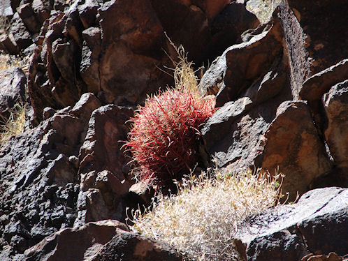 Fire Barrel Cactus, Ferocactus cylindraceus. At Sloan Canyon Petroglyph Site Near Las Vegas & Henderson, Nevada, In The Northwestern McCullough Mountain Range. Travel & Tour Pictures, Photos, Images, Information & Reviews.