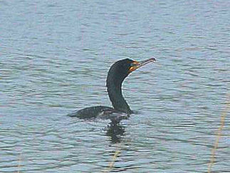Double - Crested Cormorant (Phalacrocorax auritus) At Reversing Falls. Saint John, New Brunswick, Canada. The Bay Of Fundy. Travel, Tours Photos, Pictures, Information, & Reviews.