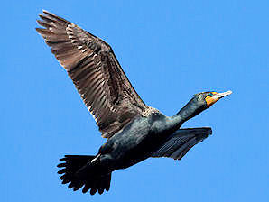 Double - Crested Cormorant (Phalacrocorax auritus) At Reversing Falls. Saint John, New Brunswick, Canada. The Bay Of Fundy. Travel, Tours Photos, Pictures, Information, & Reviews.