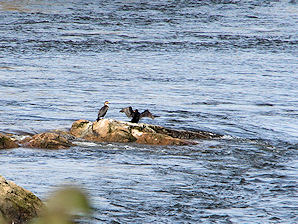 Double - Crested Cormorant (Phalacrocorax auritus) At Reversing Falls. Saint John, New Brunswick, Canada. The Bay Of Fundy. Travel, Tours Photos, Pictures, Information, & Reviews.