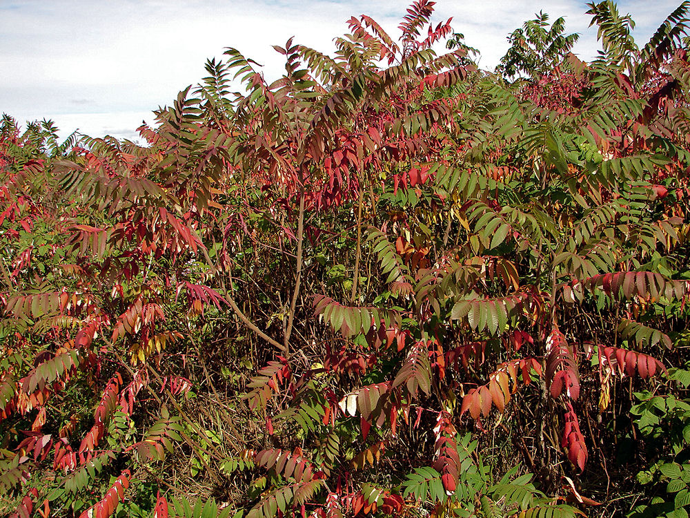 Fall Colors Near Reversing Falls Bridge. Saint John, New Brunswick, Canada. Travel, Tours Photos, Pictures, Information, & Reviews.