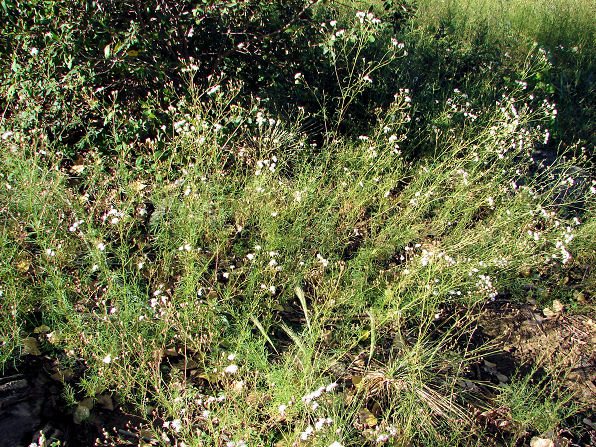 Wright's Thimblehead, Hymenothrix wrightii. Also Called: Wright Beeflower. Plant Photo. Yarnell Arizona. Arizona Wild Flowers. Pictures, Photos, Images, Descriptions, Information, Reviews.