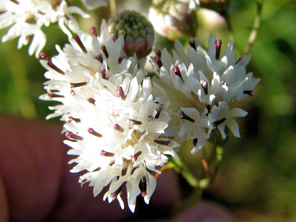 Wright's Thimblehead, Hymenothrix wrightii. Also Called: Wright Beeflower. Flower Photo. Yarnell Arizona. Arizona Wild Flowers. Pictures, Photos, Images, Descriptions, Information, Reviews.