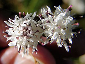 Wright's Thimblehead, Hymenothrix wrightii. Also Called: Wright Beeflower. Flower Photo. Arizona Wild Flowers. Pictures, Photos, Images, Descriptions, Information, Reviews.