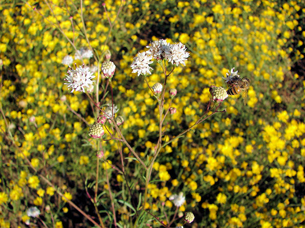 Wright's Thimblehead, Hymenothrix wrightii. Also Called: Wright Beeflower. Flower Photo. Yarnell Arizona. Arizona Wild Flowers. Pictures, Photos, Images, Descriptions, Information, Reviews.