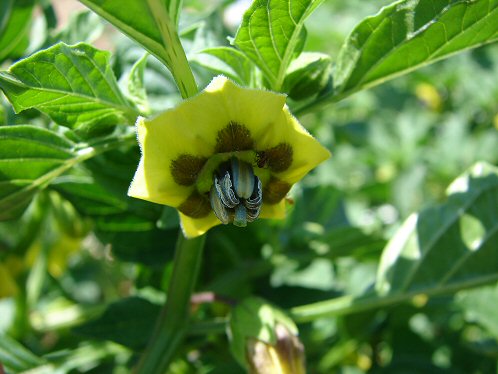 Tomatillo, Physalis philadelphica. Flower. Organically Grown. Arizona Vegetable & Fruit Gardening For The Arizona Desert Environment. Pictures, Photos, Images, Descriptions,  Information, & Reviews.