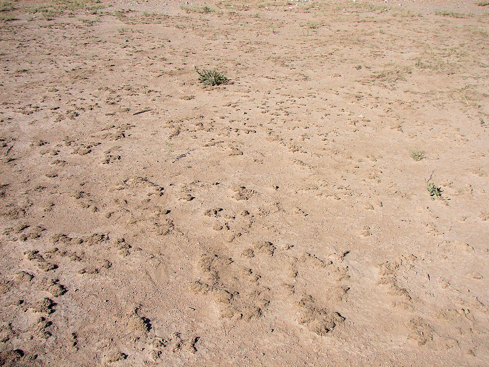 Trinity Atomic Bomb Site. Ground Zero!  White Sands Missile Range. New Mexico. Hikes, Travels, & Tours. Photos, Pictures, Images,& Reviews.