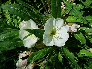 Tufted Evening Primrose, Oenothera caespitosa. Also called: White Evening Primrose, Rock Rose Evening Primrose, or Fragrant Evening Primrose. Arizona Wild Flowers. Pictures, Photos, Images, Descriptions, Information, Reviews.