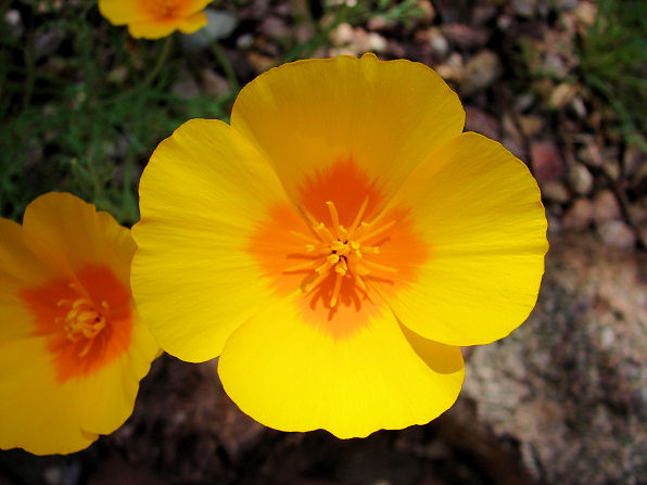 Mexican Gold Poppy, Eschscholzia mexicana Flower Photo. Arizona Wild Flowers. Wildflower, Pictures, Photos, Information, Descriptions, Images, & Reviews.